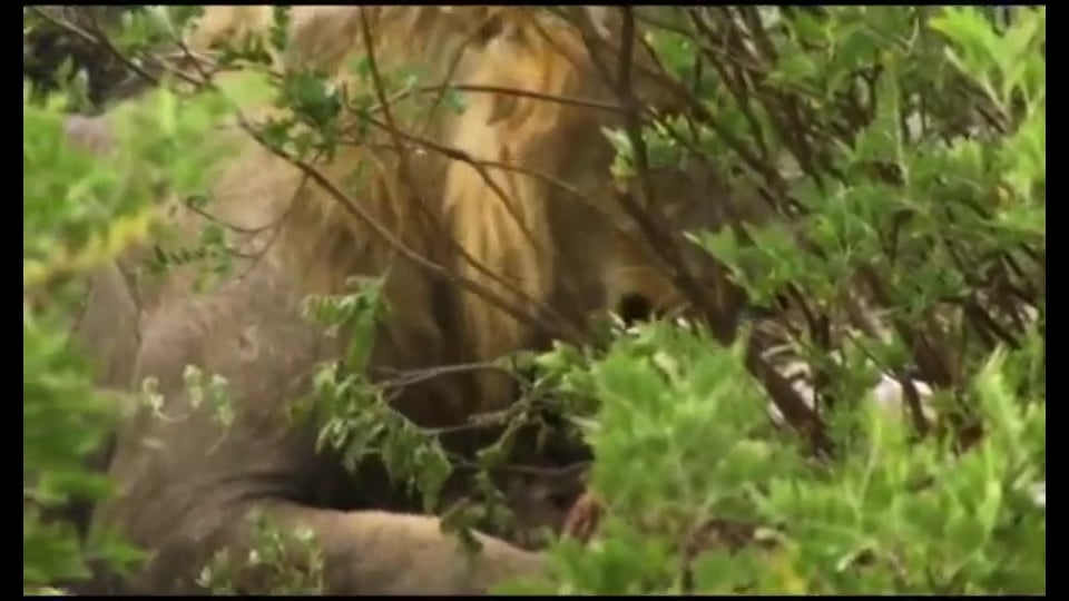 Namibia, Simbabwe - Safari von Swakopmund zu den Viktoria Fällen PART 1