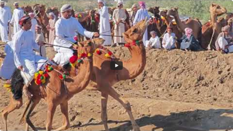 Video des Monats - Kamelrennen in Al Sawadi, Oman.png